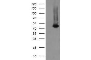Image no. 1 for anti-Chromosome 2 Open Reading Frame 62 (C2orf62) antibody (ABIN1497051) (C2orf62 anticorps)