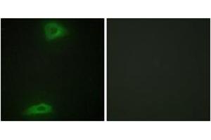 Immunofluorescence analysis of HepG2 cells, using ERGI3 Antibody.