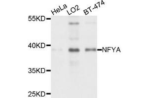 Western blot analysis of extract of various cells, using NFYA antibody. (NFYA anticorps)