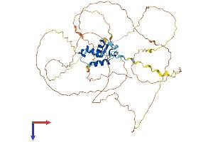 AlphaFold protein structure predicition of Human Recombinant FOXD2 Protein, UniprotID O60548