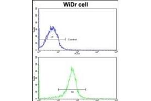 Flow cytometric analysis of widr cells using FHL1 Antibody (C-term)(bottom histogram) compared to a negative control cell (top histogram). (FHL1 anticorps  (C-Term))