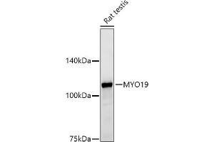 Western blot analysis of extracts of Rat testis, using MYO19 antibody (ABIN7268758) at 1:500 dilution. (Myosin XIX anticorps)