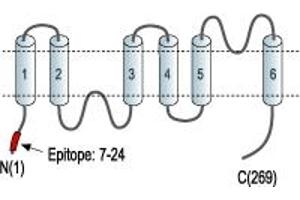 Aquaporin 7 (AQP7) peptide