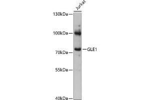 Western blot analysis of extracts of Jurkat cells, using GLE1 antibody (ABIN6131944, ABIN6141122, ABIN6141124 and ABIN6217119) at 1:3000 dilution. (GLE1 anticorps  (AA 1-300))