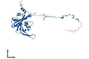 AlphaFold protein structure predicition of Mouse Recombinant Rpf2 Protein, UniprotID Q9JJ80