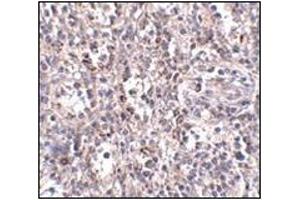 Immunohistochemistry of SCARB1 in human spleen tissue with this product at 2. (SCARB1 anticorps  (N-Term))