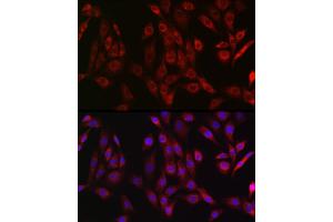 anti-Family with Sequence Similarity 105, Member B (FAM105B) antibody