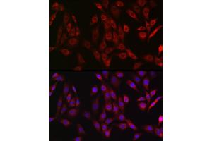 Immunofluorescence analysis of NIH/3T3 cells using OTULIN Rabbit pAb (ABIN7267099) at dilution of 1:50 (40x lens).