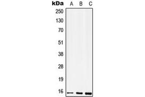 Western blot analysis of CD52 expression in THP1 (A), mouse spleen (B), H9C2 (C) whole cell lysates.