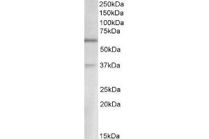 ABIN1590058 (2µg/ml) staining of Human Cerebellum lysate (35µg protein in RIPA buffer).