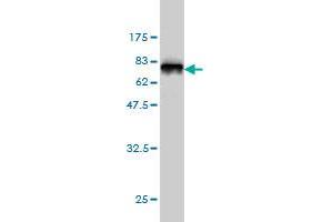 Western Blot detection against Immunogen (47.