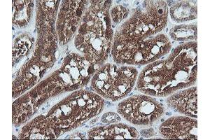 Image no. 3 for anti-Ubiquitin-Conjugating Enzyme E2G 2 (UBE2G2) antibody (ABIN1501630)