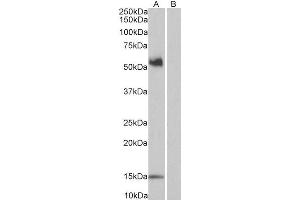ABIN185563 (1µg/ml) staining of PBM lysate (35µg protein in RIPA buffer) with (B) and without (A) blocking with the immunizing peptide.