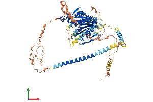 AlphaFold protein structure predicition of Mouse Recombinant Kif12 Protein, UniprotID Q9D2Z8