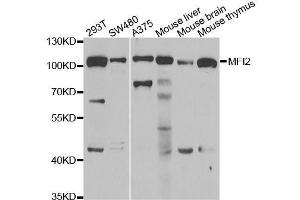 Western blot analysis of extracts of various cell lines, using MFI2 antibody. (MFI2 anticorps  (AA 20-200))