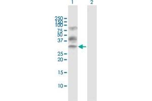 Western Blot analysis of XBP1 expression in transfected 293T cell line by XBP1 MaxPab polyclonal antibody. (XBP1 anticorps  (AA 1-261))