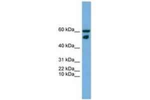 Image no. 1 for anti-Zinc Finger Protein 765 (ZNF765) (N-Term) antibody (ABIN6745251) (ZNF765 anticorps  (N-Term))
