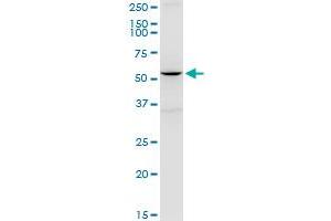 BSCL2 polyclonal antibody (A02).