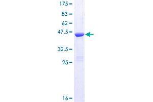 Image no. 1 for Calbindin 2 (CALB2) (AA 1-179) protein (GST tag) (ABIN1347861)