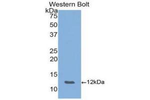 Western Blotting (WB) image for anti-Chemokine (C-X-C Motif) Ligand 5 (CXCL5) (AA 45-118) antibody (ABIN1077996)
