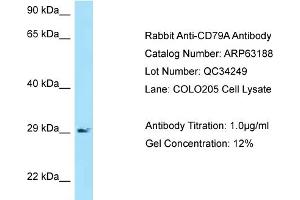Western Blotting (WB) image for anti-B-cell antigen receptor complex-associated protein alpha chain (CD79A) (N-Term) antibody (ABIN970345) (CD79a anticorps  (N-Term))