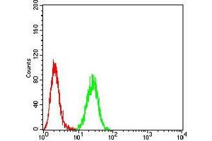 Flow cytometric analysis of Hela cells using Neuropilin-1 mouse mAb (green) and negative control (red). (Neuropilin 1 anticorps  (AA 45-59))