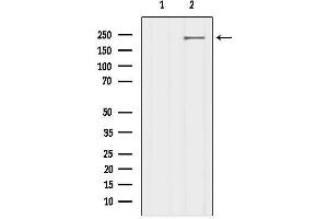 Western blot analysis of lysates from 3t3, using LRP4 Antibody.