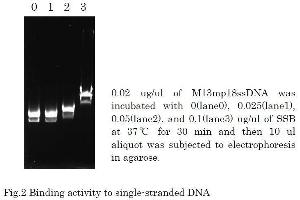 Polymerase Chain Reaction (PCR) image for T4 SSB (Active) protein (ABIN2452207) (T4 SSB (Active) Protéine)