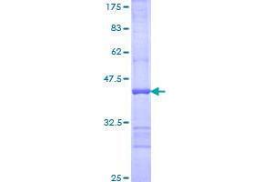 Image no. 1 for Ubiquitin-Conjugating Enzyme E2, J1, U (UBE2J1) (AA 9-118) protein (GST tag) (ABIN1324377)