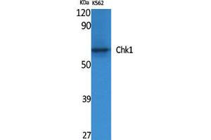 Western Blot (WB) analysis of specific cells using Chk1 Polyclonal Antibody. (CHEK1 anticorps  (Ser246))