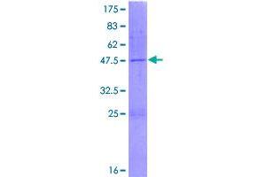 Image no. 1 for NME/NM23 Nucleoside Diphosphate Kinase 4 (NME4) (AA 1-187) protein (GST tag) (ABIN1312695)
