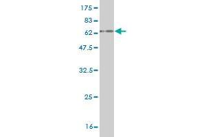 Western Blot detection against Immunogen (55.