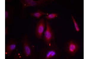 Immunofluorescence staining of methanol-fixed HeLa cells using ATF-2 (phospho-Thr69 or 51) antibody (E011030, Red) (ATF2 anticorps  (pThr51, pThr69))