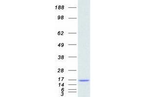 Validation with Western Blot
