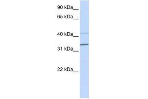 PYHIN1 antibody used at 0.