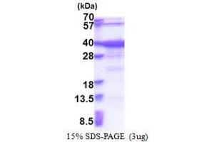 SDS-PAGE (SDS) image for General Transcription Factor IIA, 1, 19/37kDa (GTF2A1) (AA 1-274) protein (His tag) (ABIN5853431)