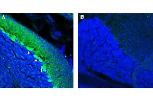 Expression of ADAM23 in mouse cerebellum. (Adam23 anticorps  (Extracellular))
