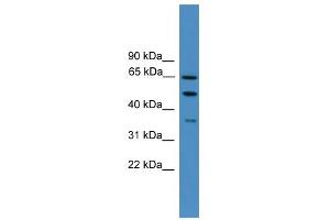 WB Suggested Anti-ICAM1 Antibody Titration: 0. (ICAM1 anticorps  (N-Term))