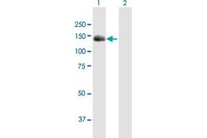 Western Blot analysis of BUB1 expression in transfected 293T cell line by BUB1 MaxPab polyclonal antibody.