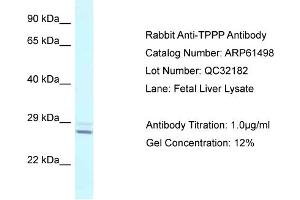 Western Blotting (WB) image for anti-Tubulin Polymerization Promoting Protein (Tppp) (N-Term) antibody (ABIN2788826) (Tppp anticorps  (N-Term))
