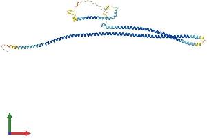 AlphaFold protein structure predicition of Mouse Recombinant Ccdc65 Protein, UniprotID Q8VHI7
