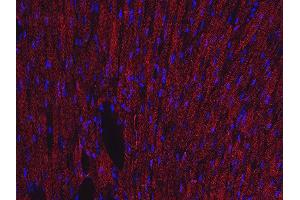 Indirect immunofluorescence labeling of PFA fixed, paraffin embedded mouse muscle section (dilution 1 : 500; red).