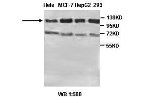 Image no. 2 for anti-Protein Tyrosine Phosphatase G1 (PTPN12) antibody (ABIN791170) (PTPN12 anticorps)