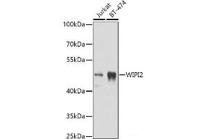 Western blot analysis of extracts of various cell lines using WIPI2 Polyclonal Antibody at dilution of 1:1000. (WIPI2 anticorps)
