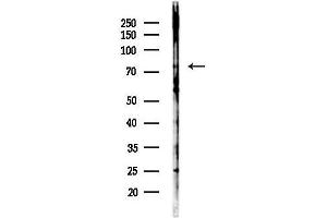 anti-GTP Binding Protein 1 (GTPBP1) (Internal Region) antibody