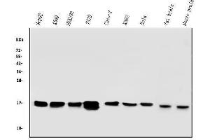 Western blot analysis of COX IV using anti-COX IV antibody (ABIN7602090).