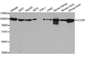Western blot analysis of extracts of various cell lines, using CLCN5 antibody (ABIN5973337) at 1/1000 dilution.