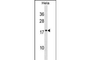 SCAND1 Antibody (C-term) (ABIN1536736 and ABIN2848673) western blot analysis in Hela cell line lysates (35 μg/lane).