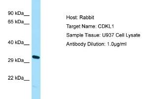 Host: Rabbit Target Name: CDKL1 Sample Type: U937 Whole Cell lysates Antibody Dilution: 1. (CDKL1 anticorps  (N-Term))