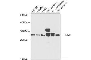 Western blot analysis of extracts of various cell lines using HNMT Polyclonal Antibody at dilution of 1:1000. (HNMT anticorps)
